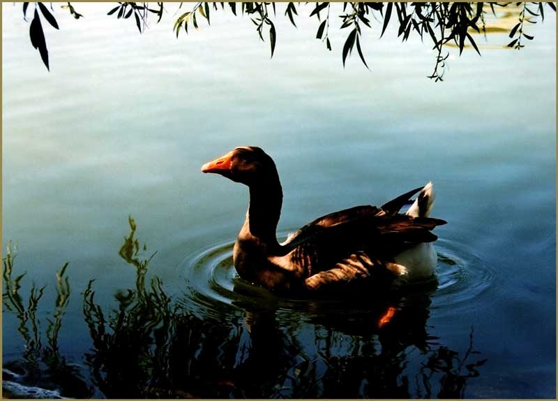 photo "Remember the Christmas" tags: nature, landscape, pets/farm animals, water