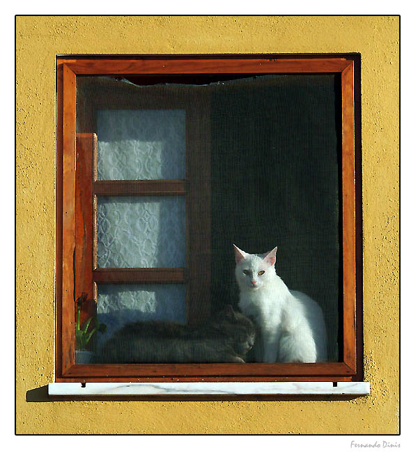photo "Cats in the window" tags: nature, pets/farm animals