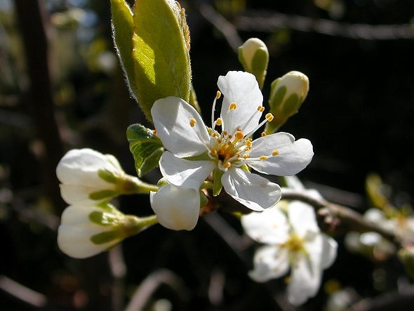 photo "Blossom" tags: macro and close-up, 