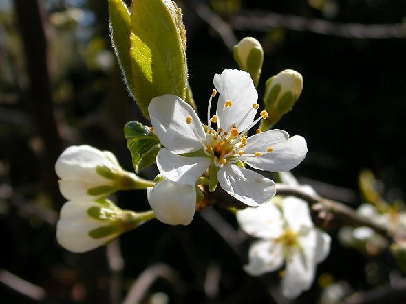 фото "Blossom" метки: макро и крупный план, 