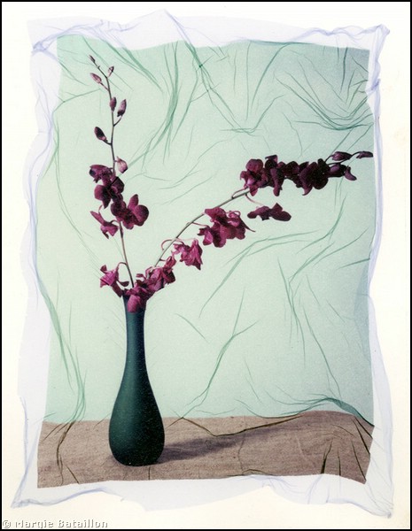 photo "Black Magic Polariod Transfer" tags: nature, still life, flowers