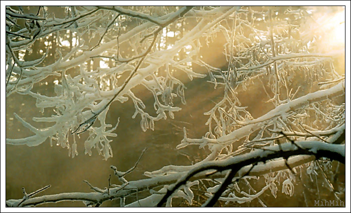 фото "Лучи" метки: природа, пейзаж, зима, цветы