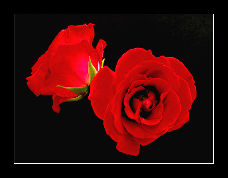 фото "Soft Roses" метки: природа, цветы