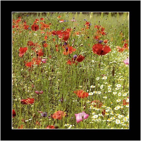 photo "Fleures - Dampierre" tags: nature, flowers