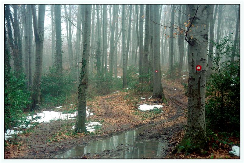 photo "Fog in wood II" tags: landscape, nature, forest