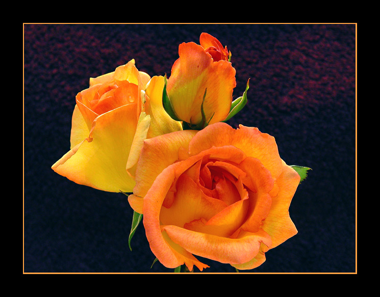 фото "I love this roses" метки: природа, цветы