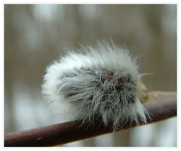 photo "grey mouse" tags: macro and close-up, landscape, spring