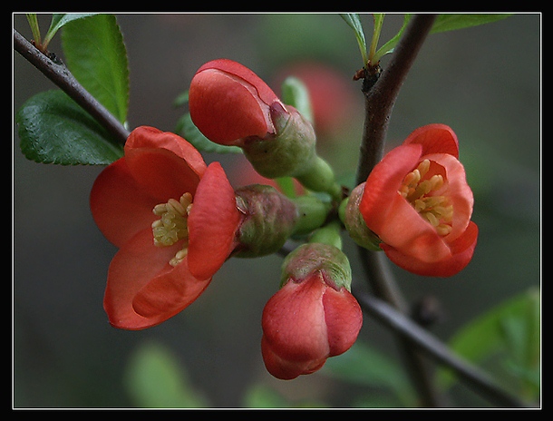 photo "Blooming" tags: macro and close-up, nature, flowers