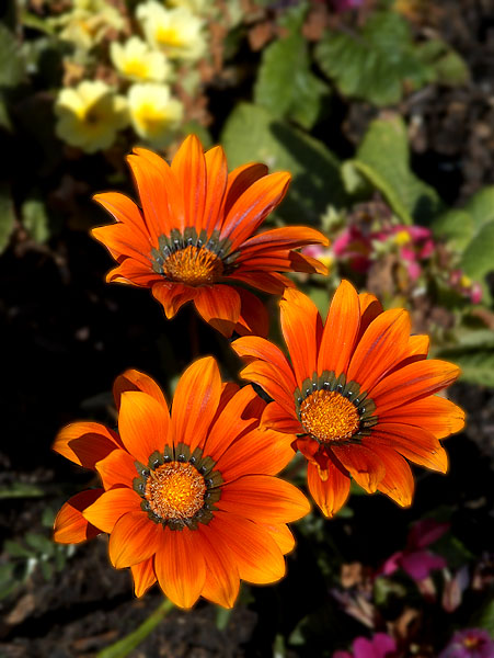 photo "Happy Birthday..." tags: nature, macro and close-up, flowers