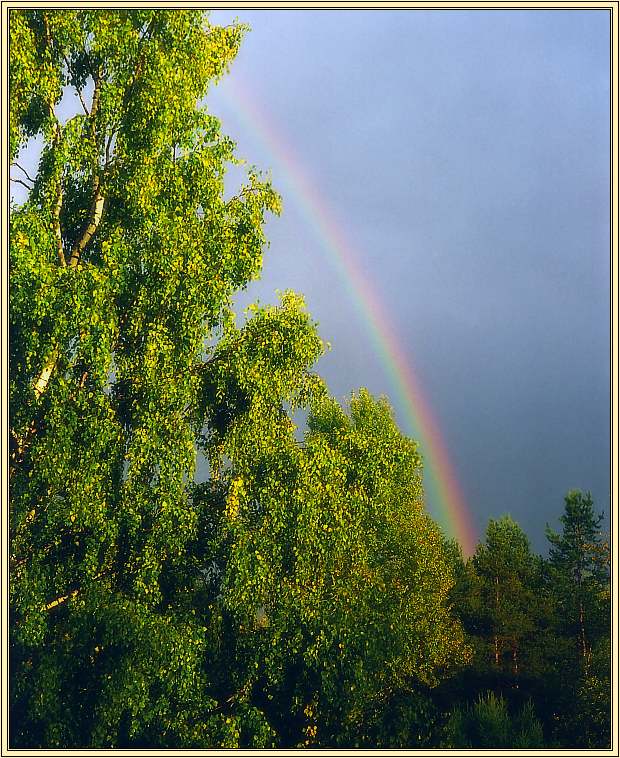 photo "Summer feeling" tags: landscape, forest, summer