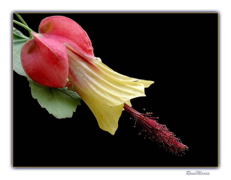фото "Bell Flower #1" метки: природа, макро и крупный план, цветы