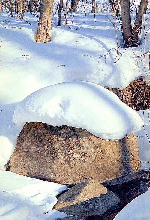 photo "The first mushroom" tags: nature, landscape, forest