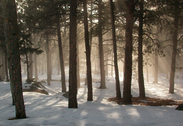 photo "A Light In The Forest" tags: landscape, forest, sunset