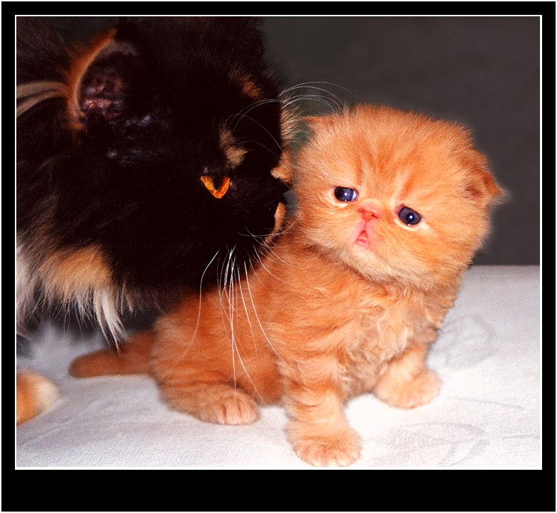 photo "Kitty&Kitten" tags: nature, pets/farm animals