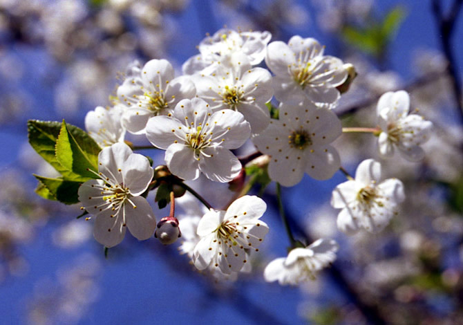 photo "Cherry dream" tags: nature, macro and close-up, flowers