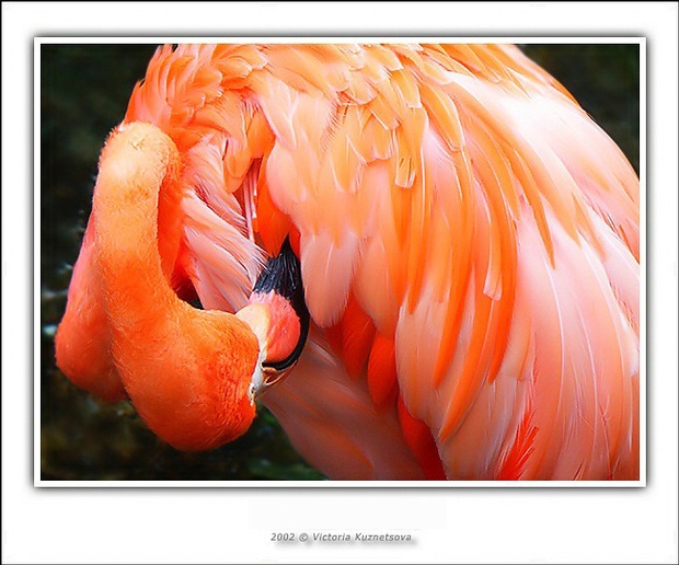 фото "*---*" метки: природа, дикие животные