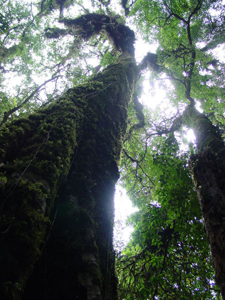 photo "Deep forest in dry season" tags: nature, flowers