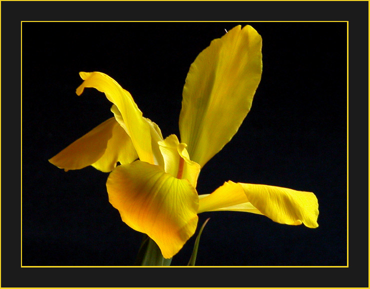фото "Yelow lily" метки: природа, цветы