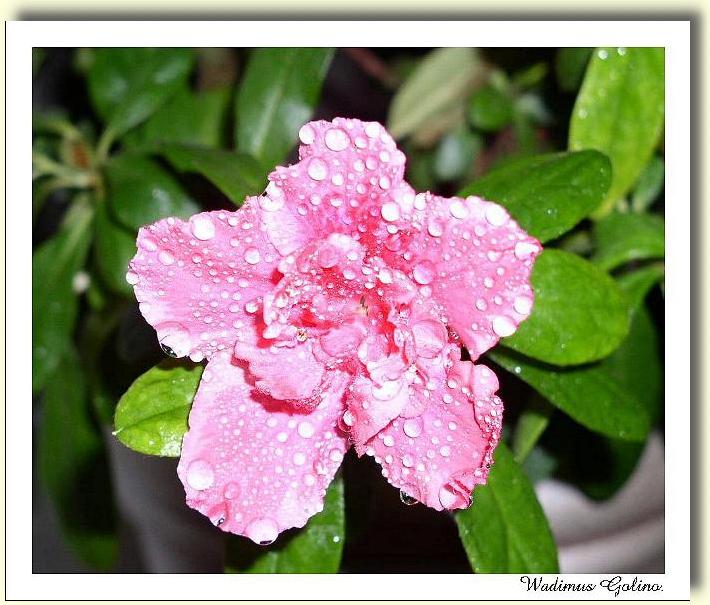 photo "Azalea....." tags: nature, flowers