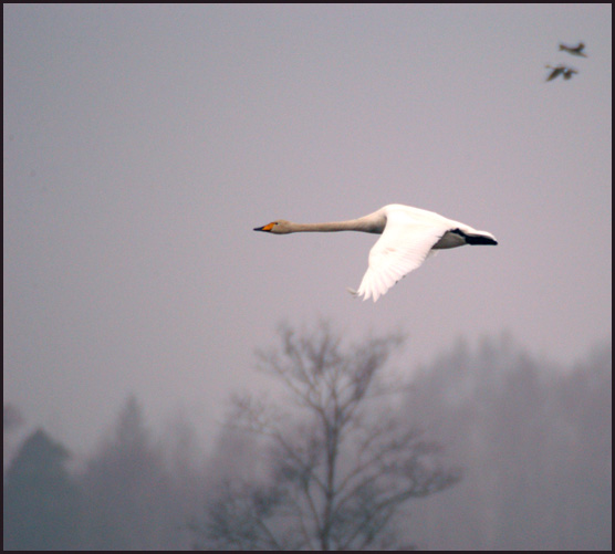 photo "Indicative flight" tags: nature, 