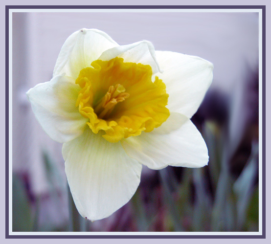 фото "Narcissuss" метки: природа, цветы
