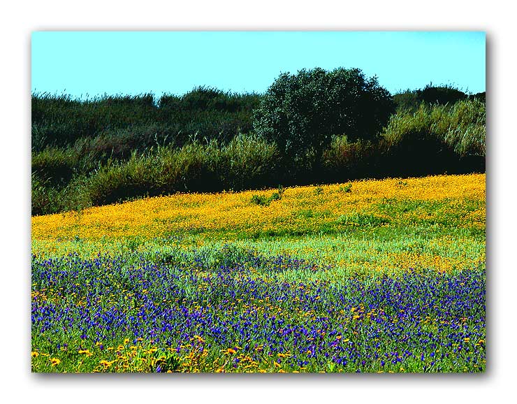 фото "Rural Lisbon" метки: пейзаж, 