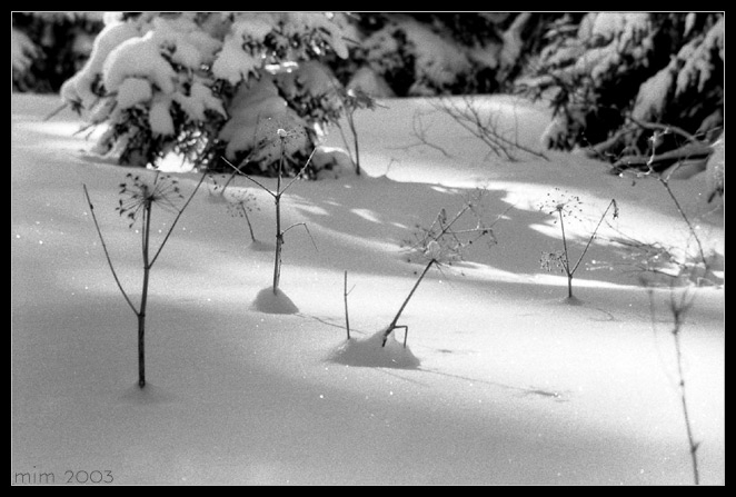 photo "Winter garden" tags: nature, flowers