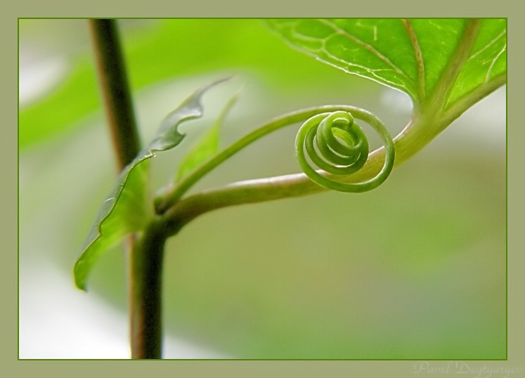 photo "Spiral" tags: nature, macro and close-up, flowers