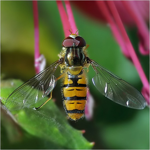 photo "Fly" tags: macro and close-up, nature, insect