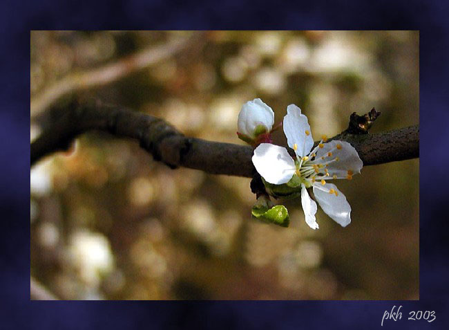 photo "Spring 2003 3" tags: nature, flowers