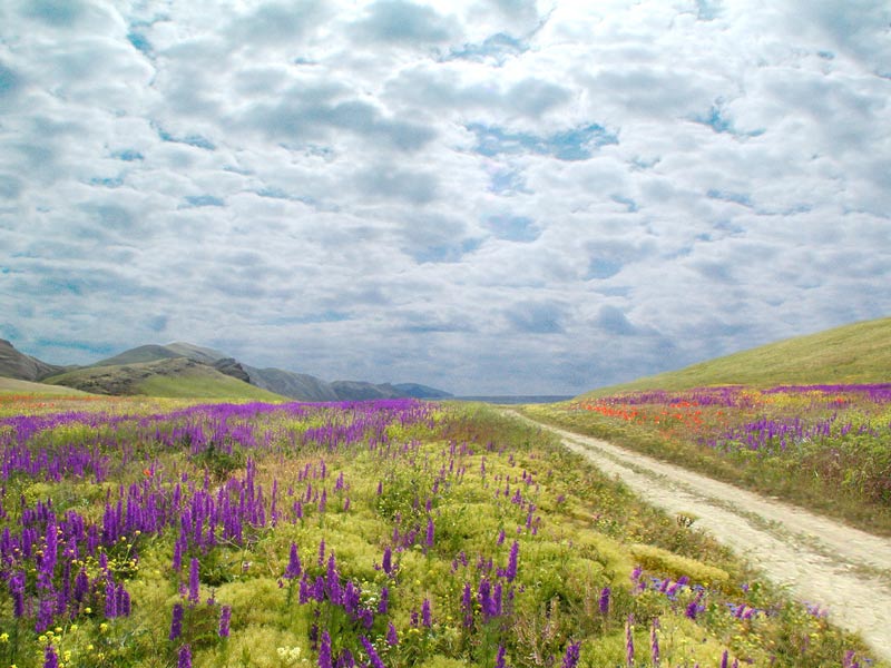 photo "spring of kimmeria" tags: nature, flowers