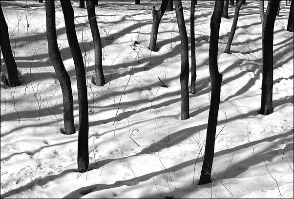 фото "За деревьями леса" метки: пейзаж, зима, лес