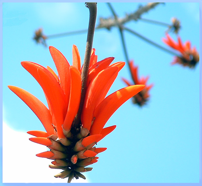 photo "SOMETHING SPRING" tags: nature, flowers