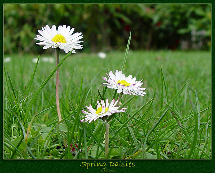 photo "Spring Daisies" tags: nature, flowers