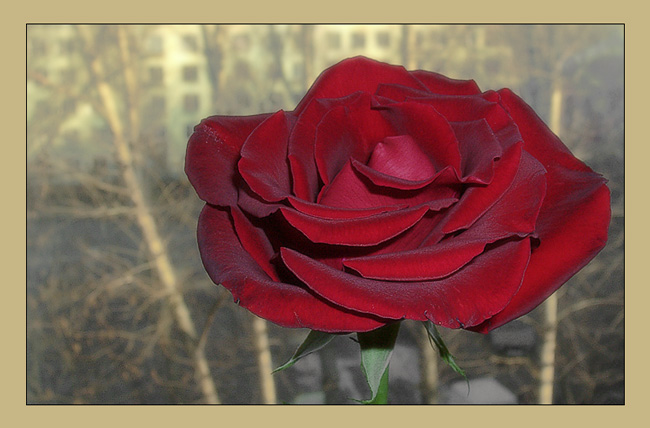 photo "A Beautiful Prisoner" tags: macro and close-up, nature, flowers