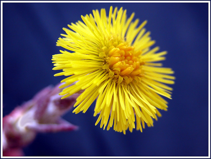 фото "Первый весенний цветок" метки: природа, макро и крупный план, цветы