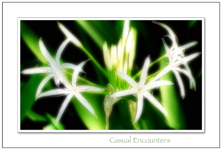 photo "Casual Encounters" tags: nature, montage, flowers