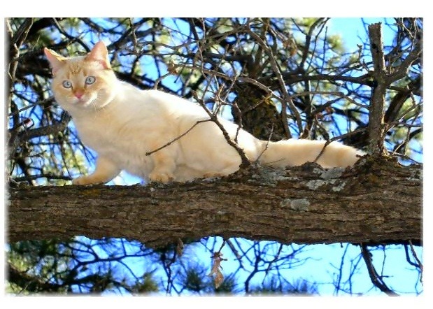 photo "Out on a Limb" tags: nature, pets/farm animals