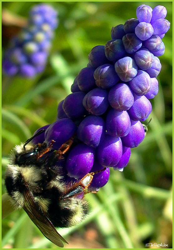 photo "The Harvester" tags: nature, macro and close-up, insect