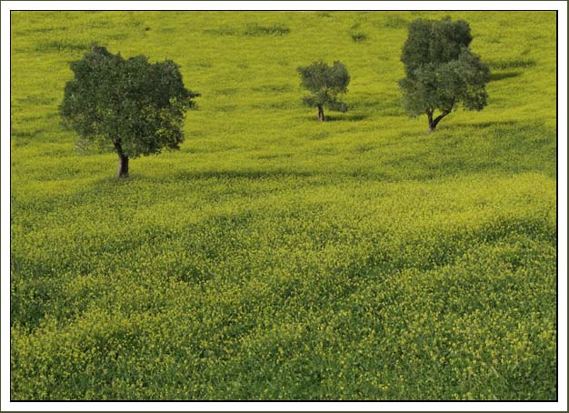 photo "T-4436a" tags: landscape, summer