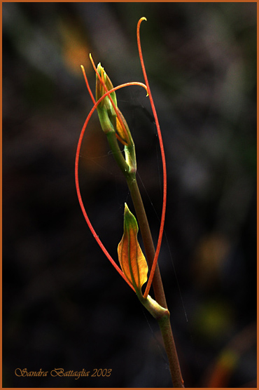 photo "The Dance" tags: nature, macro and close-up, flowers