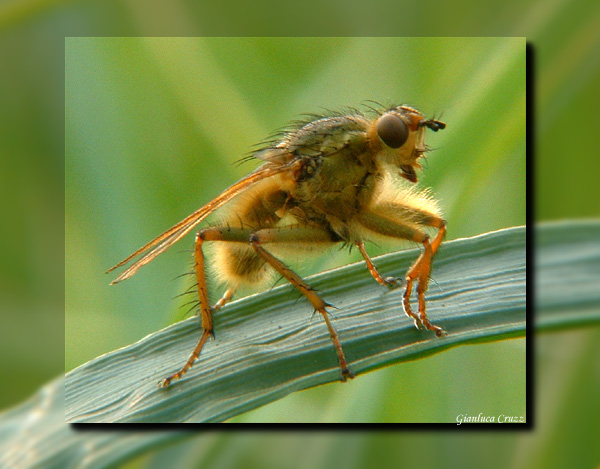 photo "Pure macro" tags: macro and close-up, 
