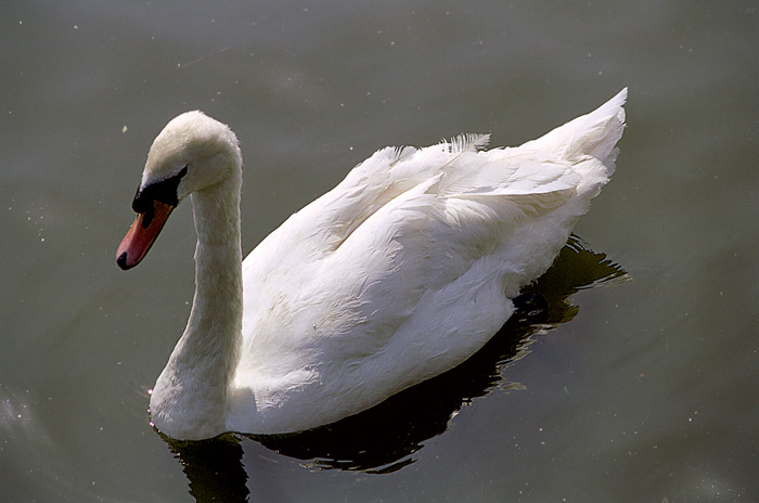 photo "****" tags: nature, travel, Europe, wild animals