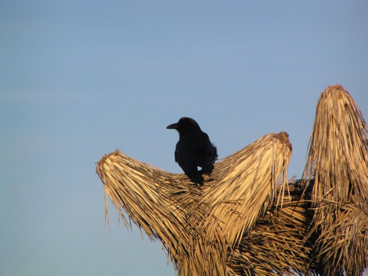photo "raven" tags: nature, 