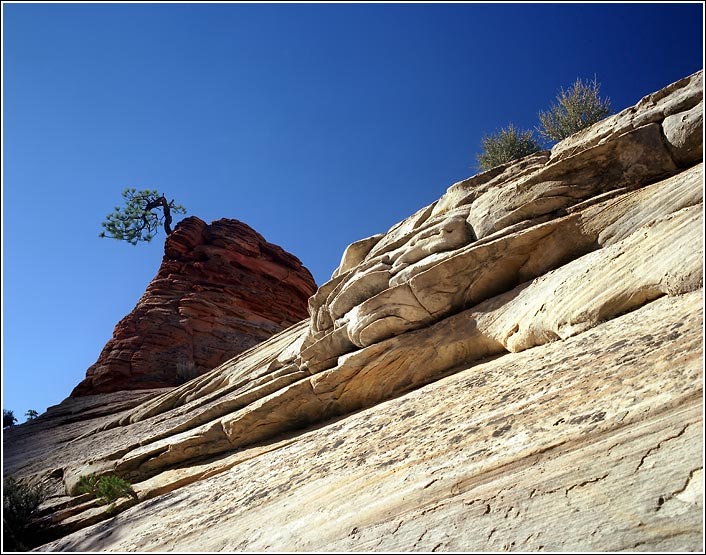 photo "Zion. Tree on the rock." tags: landscape, travel, North America, mountains, rocks