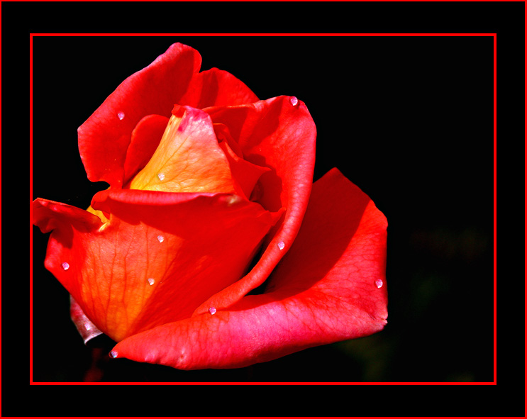photo "Tears in red" tags: nature, flowers