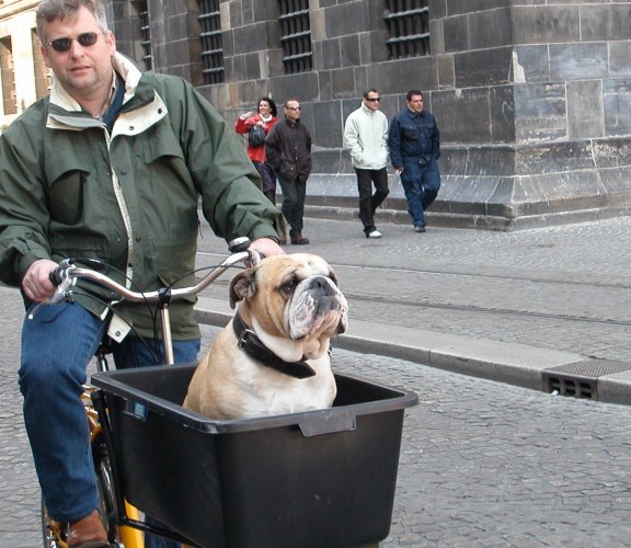 фото "Doggy in Amsterdam" метки: юмор, 