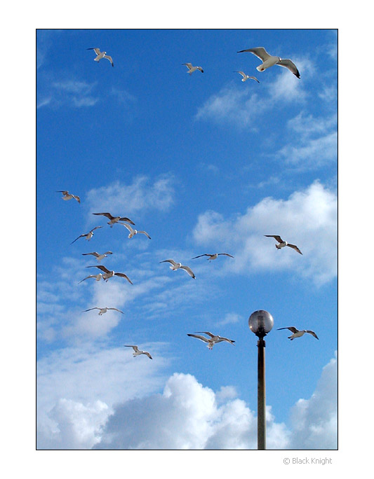 photo "Quest for the Light" tags: nature, wild animals