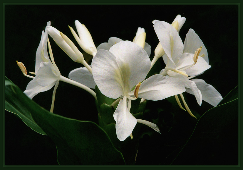 photo "Lady of the Night" tags: nature, flowers