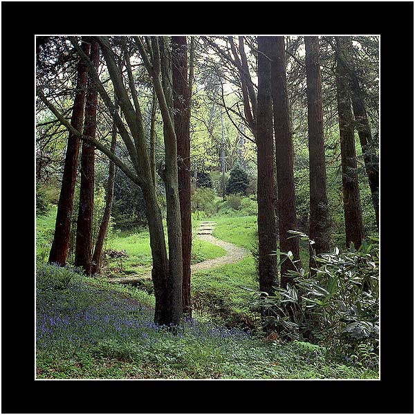 photo "Trees in the Garden" tags: nature, flowers